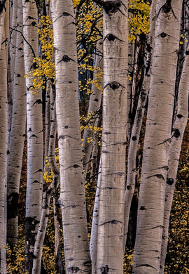 Aspen Eyes Vail Colorado