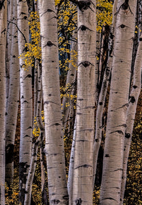 Aspen Eyes Vail Colorado