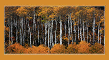 Colorado Aspen Forest  Fall Colors
