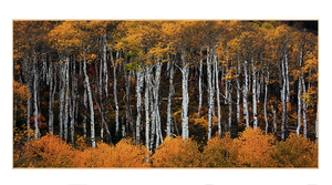 Colorado Aspen Forest  Fall Colors