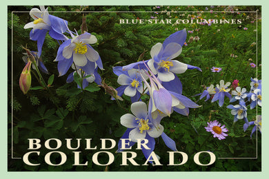 Blue Star Columbines  Boulder Colorado