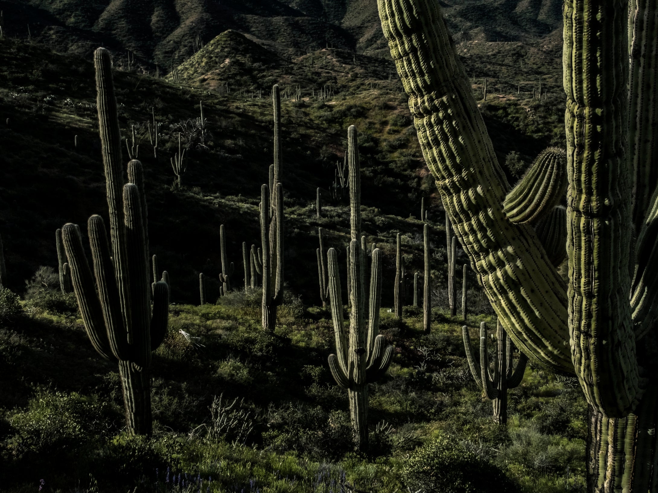 Large Saquaro Cactus Grove