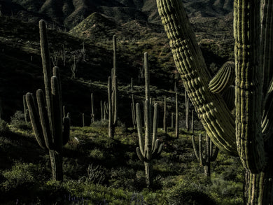 Large Saquaro Cactus Grove