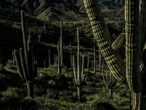 Large Saquaro Cactus Grove