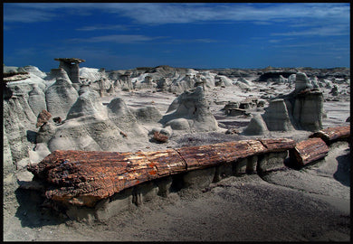 Fossilized Tree Frozen In Time --- Bisti Flats