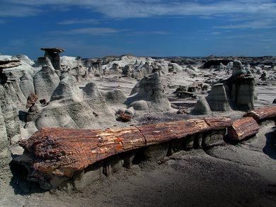 Frozen In Time  Large Petrified Tree in the Bisti De-Na-Zen Wilderness