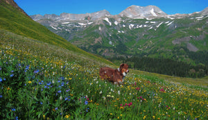 Black Bear Pass  "Moki The Dog Boy"