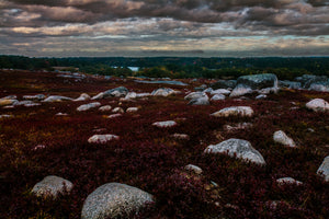 Blue Hill Blueberries Field Glacier Stones