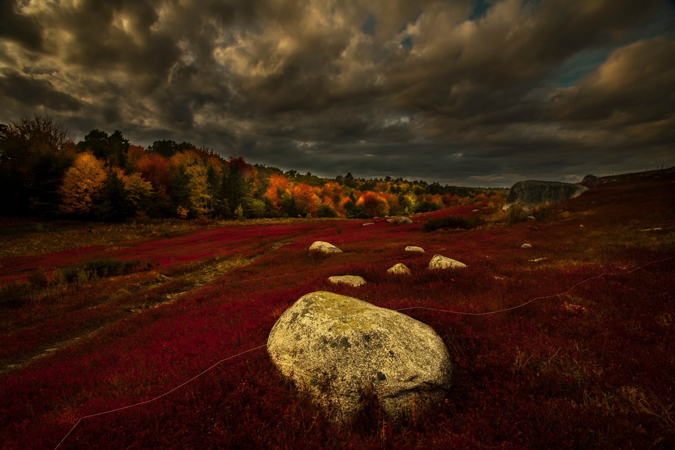 Blue Hill Blueberries, Maine