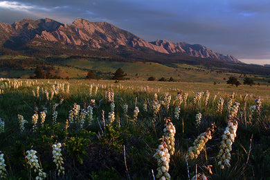 Boulder Flatirons  Spring Flowers