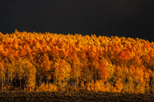 Aspen Gold    Leadville Colorado