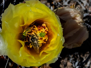 Prickley Pear Cactus  Desert Insects