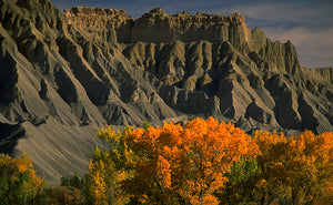 Capitol Reef National Park   Cottonwood Colors