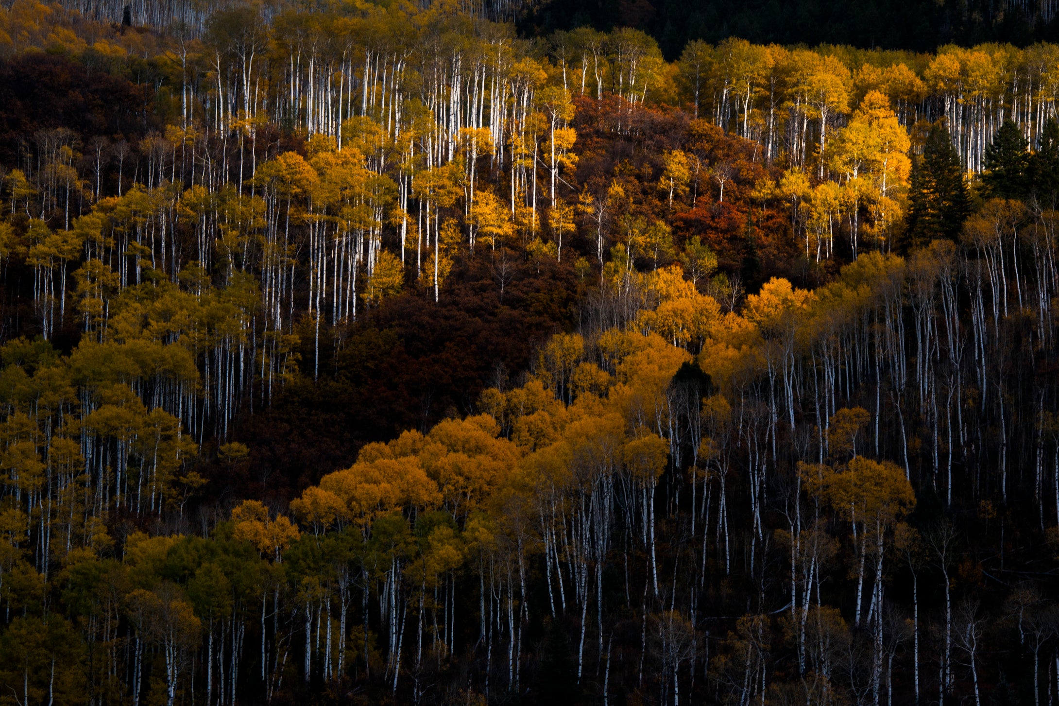 Forest In Aura   Colorado Fall Foliage