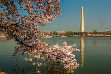 Cherry Tree Blossoms Washington Monumnet Tidal Basin View