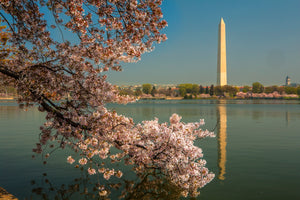 Cherry Tree Blossoms Washington Monumnet Tidal Basin View