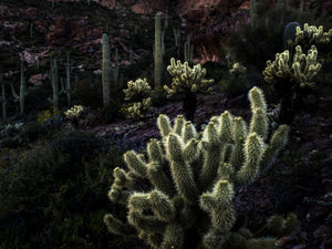 Cholla Cactus Sunset  Arizona