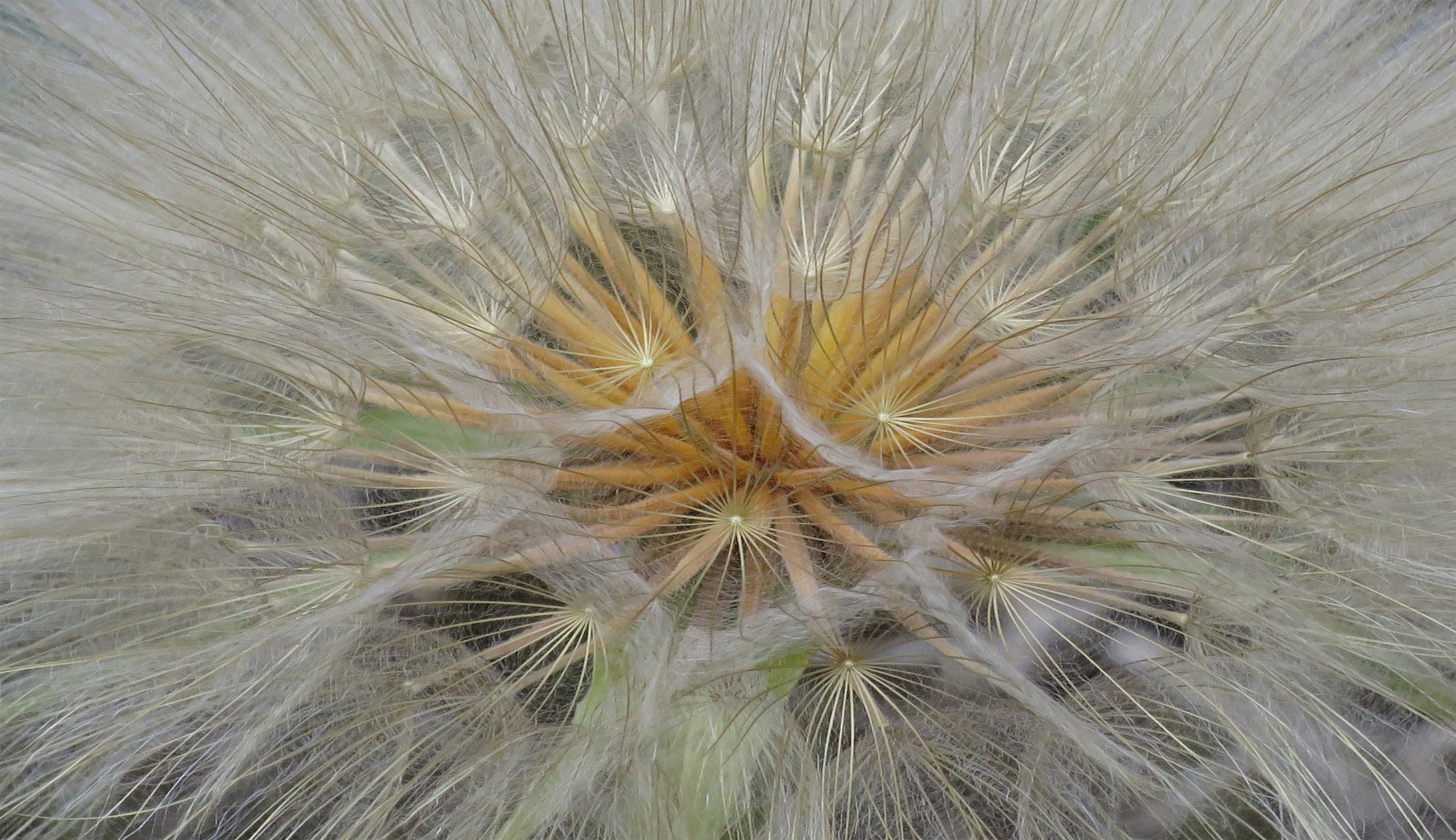 Dandelion Puff Ball  Waiting For The Wind