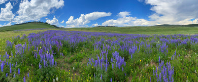 Flat Top Lupines  Colorado