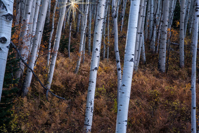 Fern Forest   White Aspens