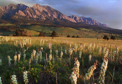 Flowering Yucca Plants Boulder Colorado