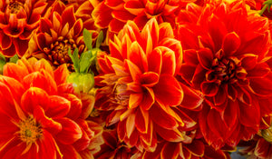 Mardi Gras Dinner Plate Dahlia