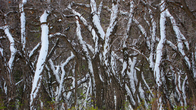 Frosty Scrub Oak