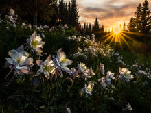 Columbine Sunset  Gardiner Lake  Colorado