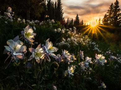 Columbine Sunset  Gardiner Lake  Colorado