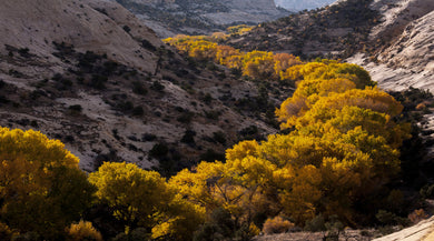 Boulder Creek    River of Golden Cottonwoods