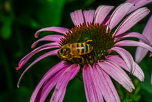 Bee gathering on a purple Echinacea Flower