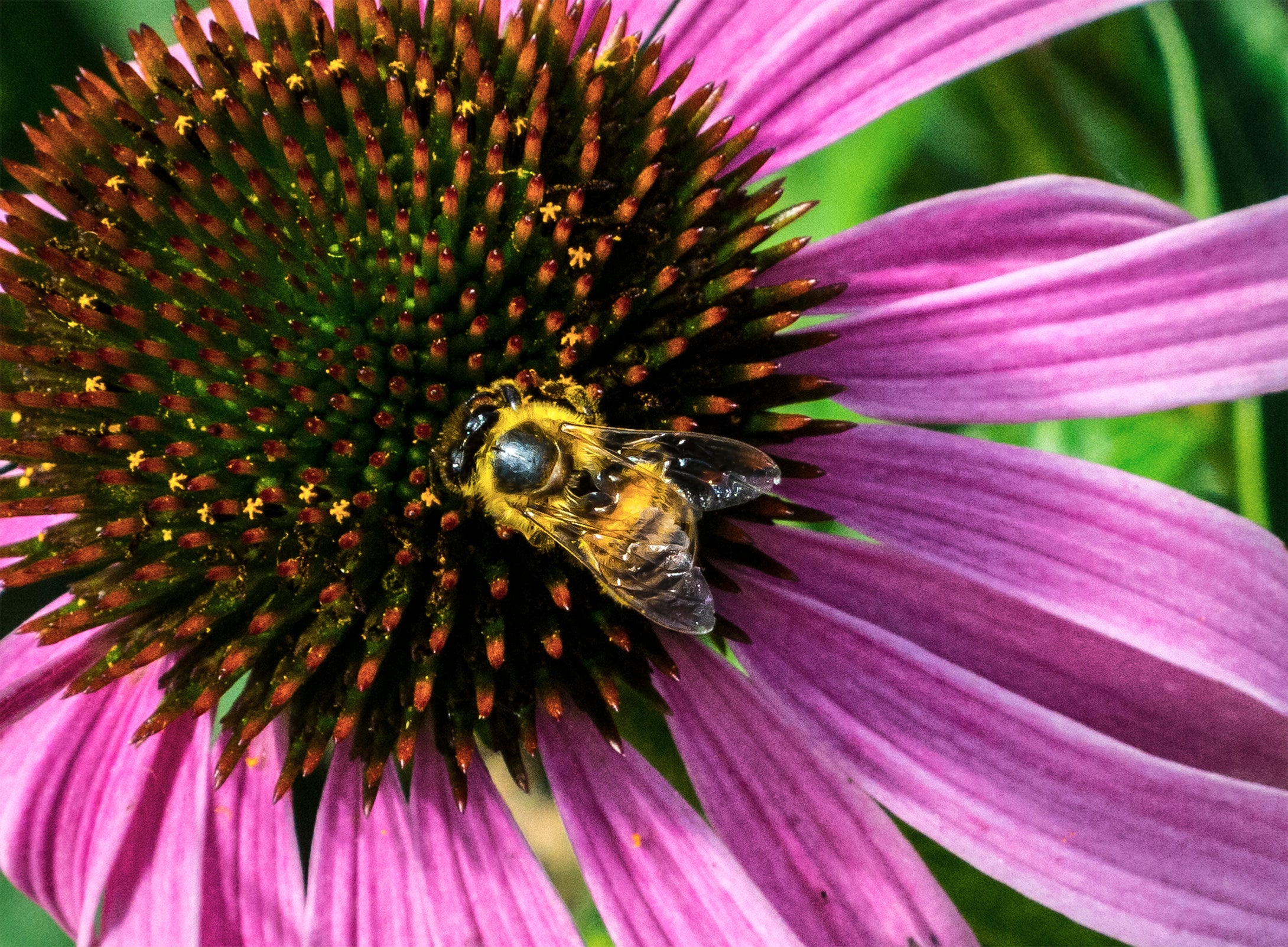 Bee gathering on a purple Echinacea Flower