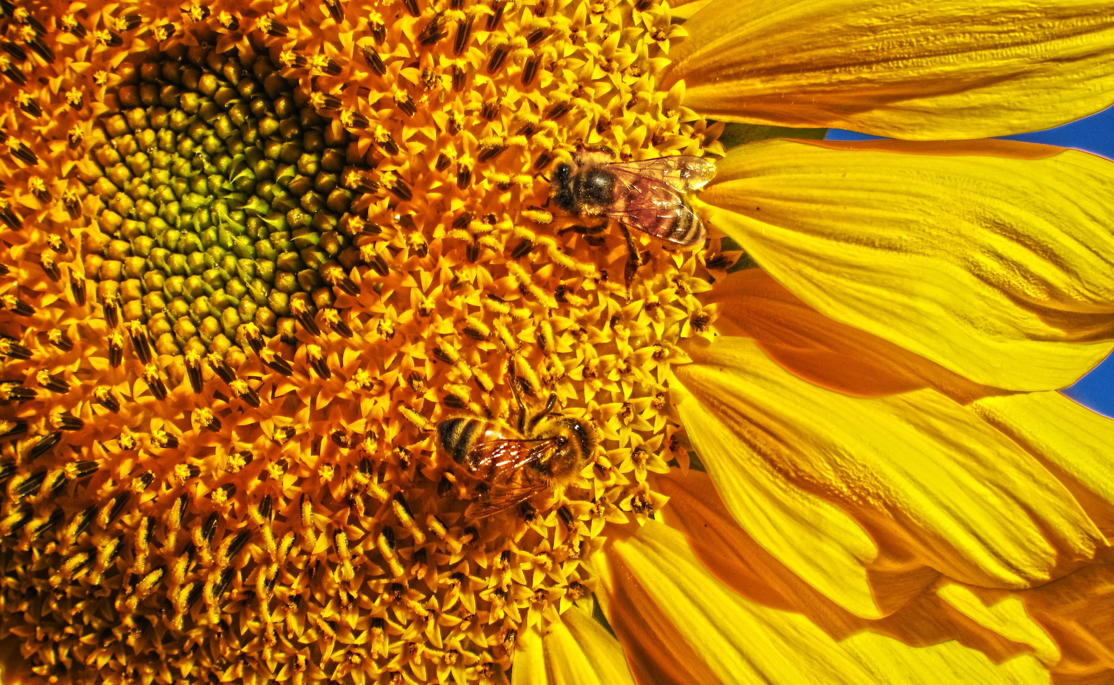 Hungry Honey Bees  Sunflower Daze