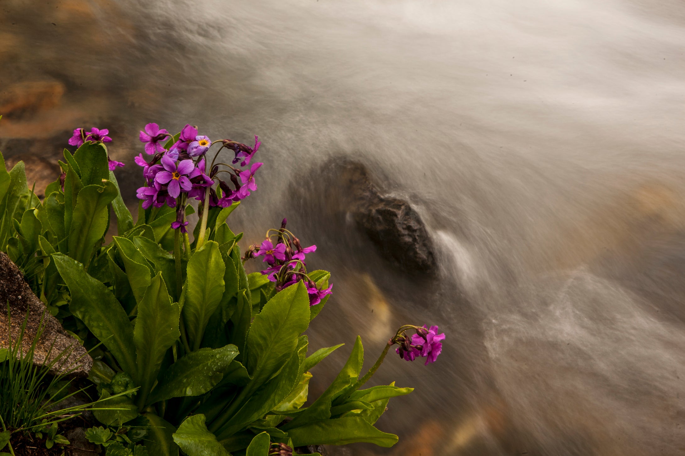 Alpine Primrose