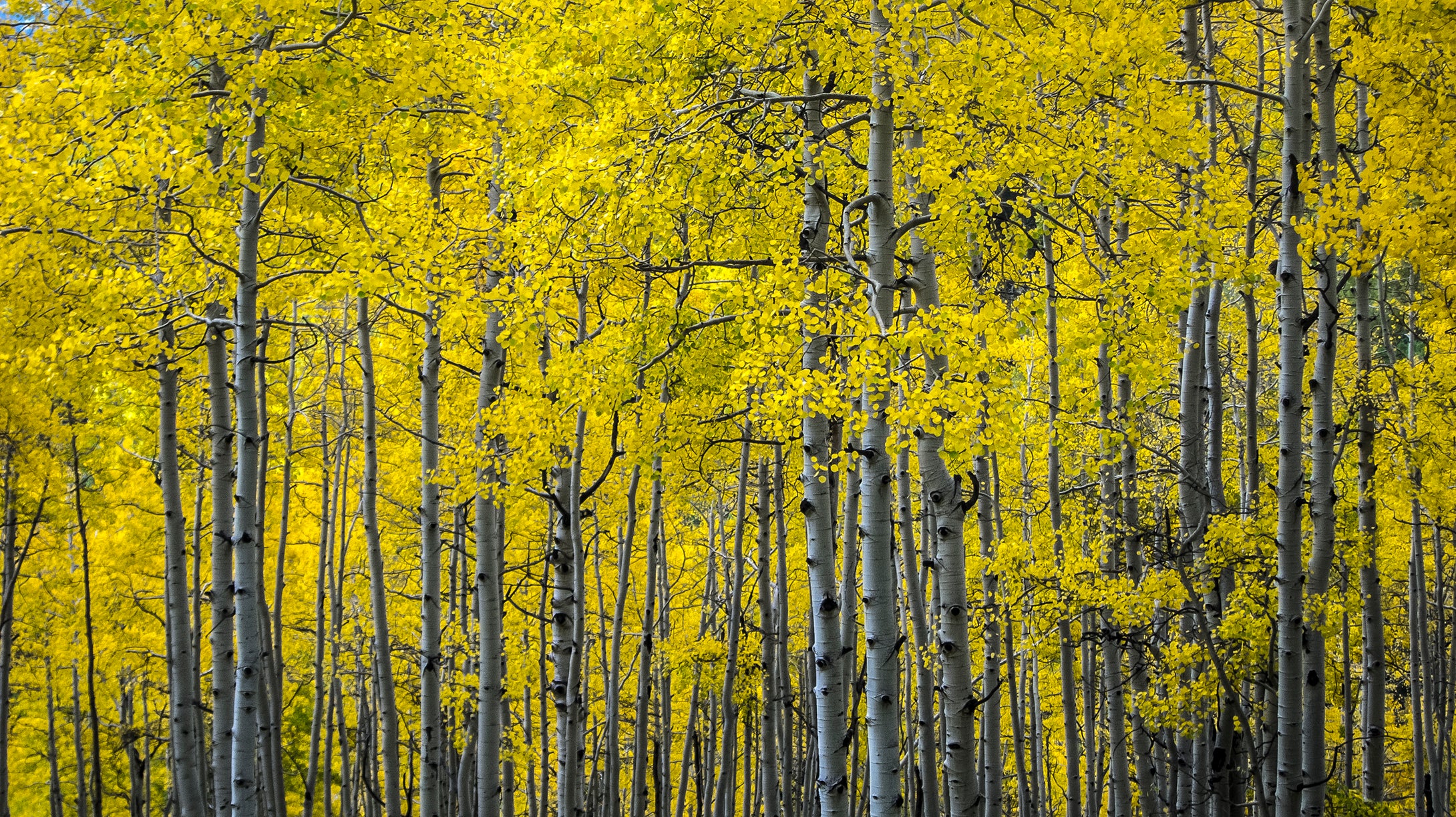 Quaking Aspens, Yellow Forest