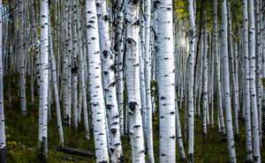 Kebler Pass White Aspens