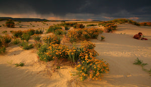 Killpecker Sand Dunes Wyoming