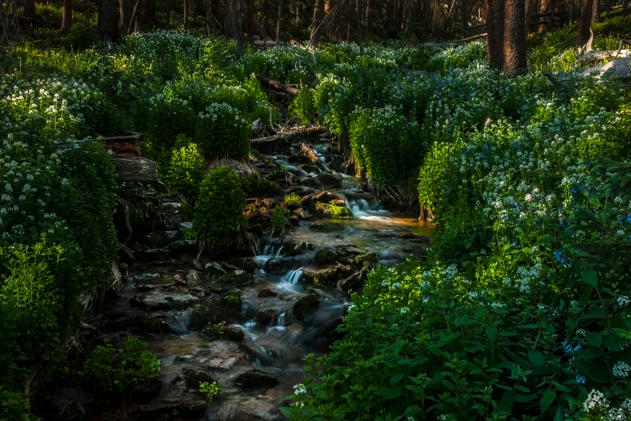 La Garrita Pass  Colorado  Creekside Blooms