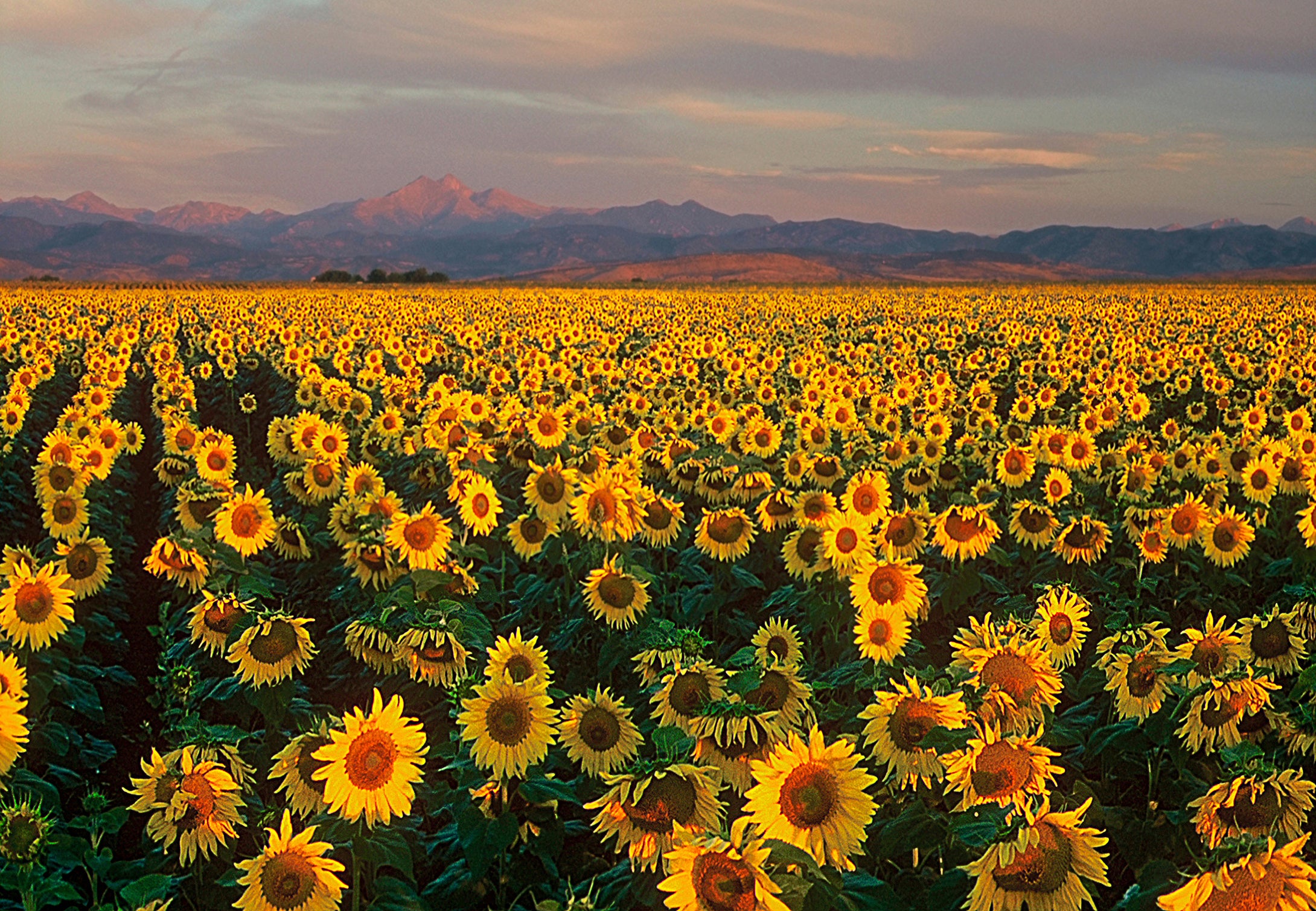 Longs Peak Colorado Sunflower Daze