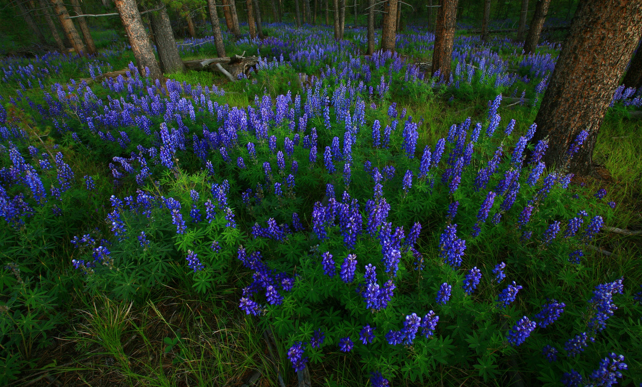 Lupines  Forest of Blue