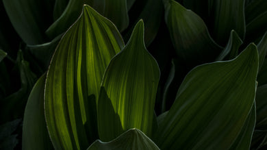 Milkweed Shadows