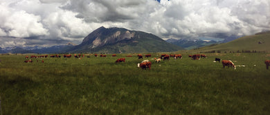 Mt. Crested Butte  Colorado