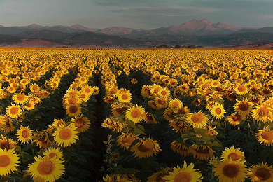 Mt Meeker Summer Sunflowers