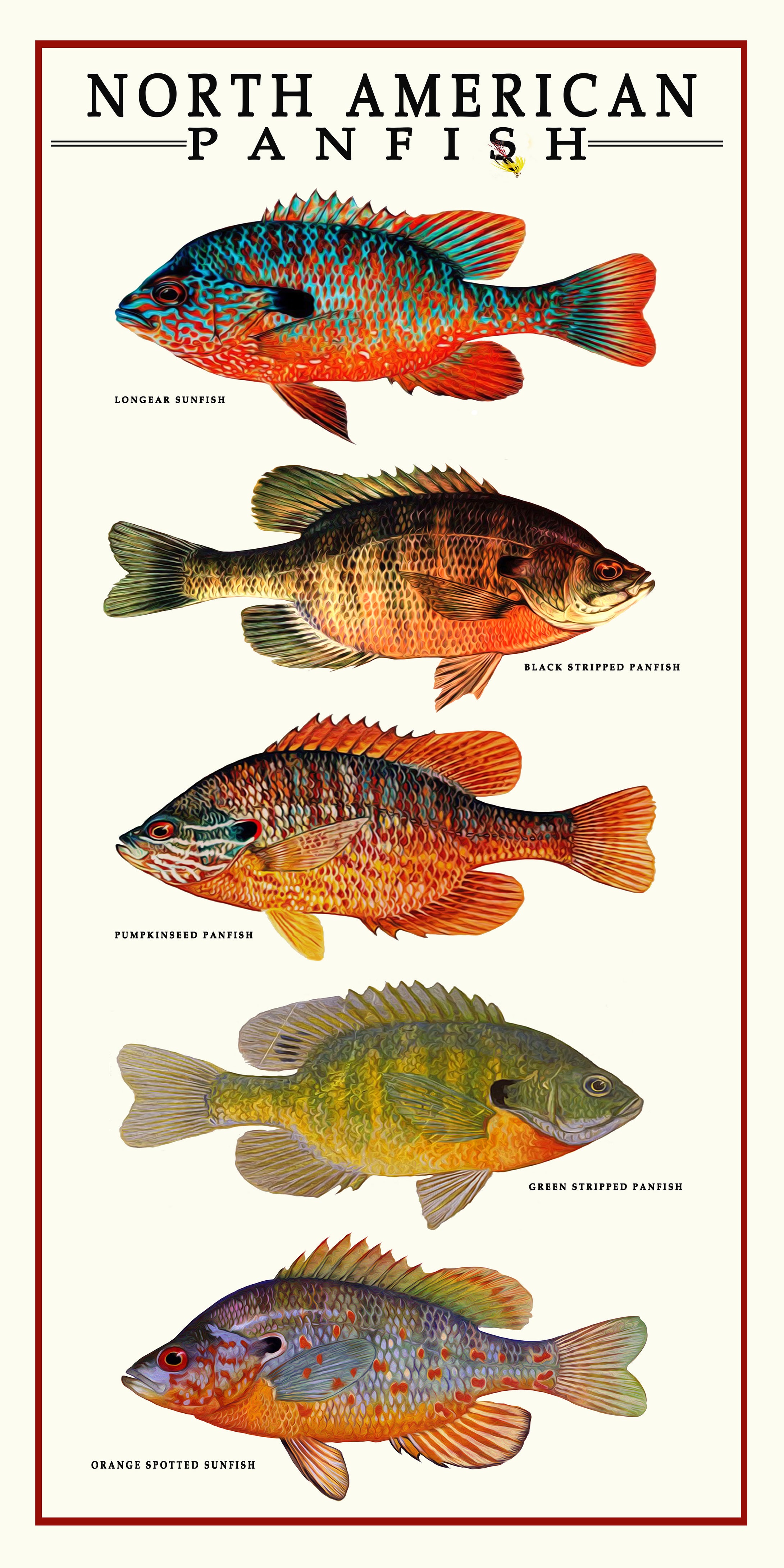 North American Panfish Poster Art –