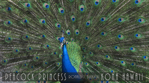 Peacock Princess Poster  Kona Hawaii