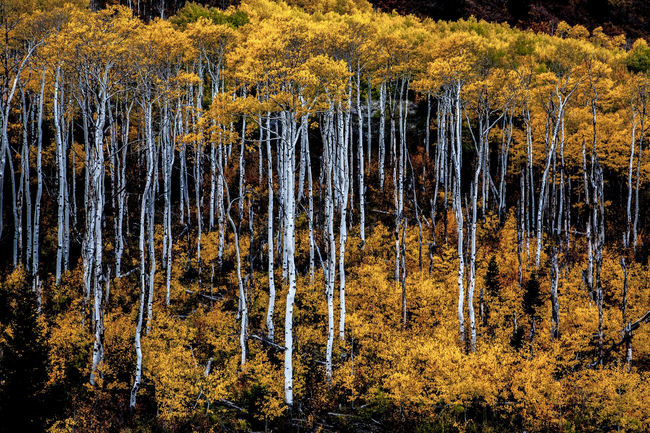 Rabbit Ears Pass  Blazing Aspens