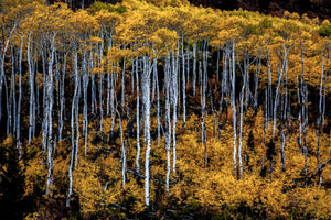 Rabbit Ears Pass  Blazing Aspens