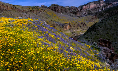 Salt River Canyon  Spring Flowers