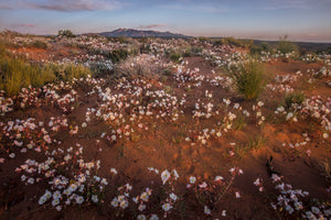 Sego Lilly Sunset