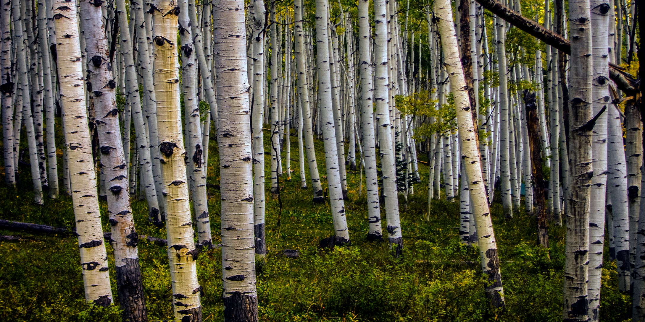 Silver Aspen Forest, McClure Pass, Colorado